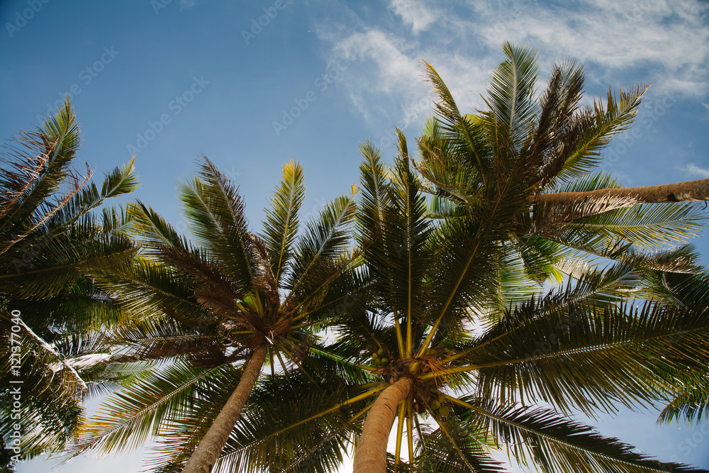 Obraz premium view on the sky through palm trees