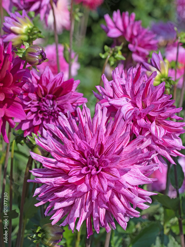 Dahlien  Dahlias