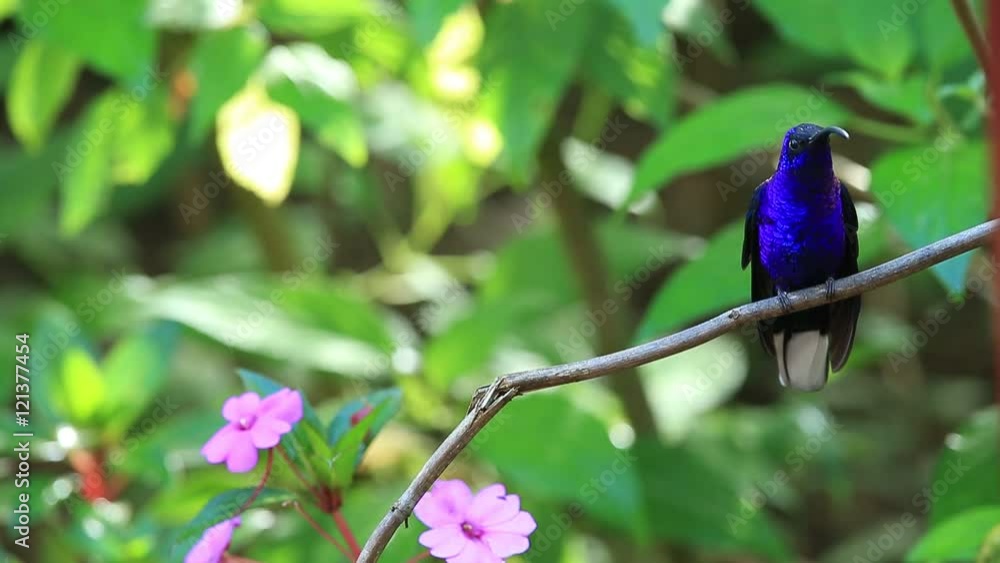 Hummingbird Violet Sabrewing flying next to beautiful pink flower Hummingbird Violet Sabrewing flying next to beautiful pink flower