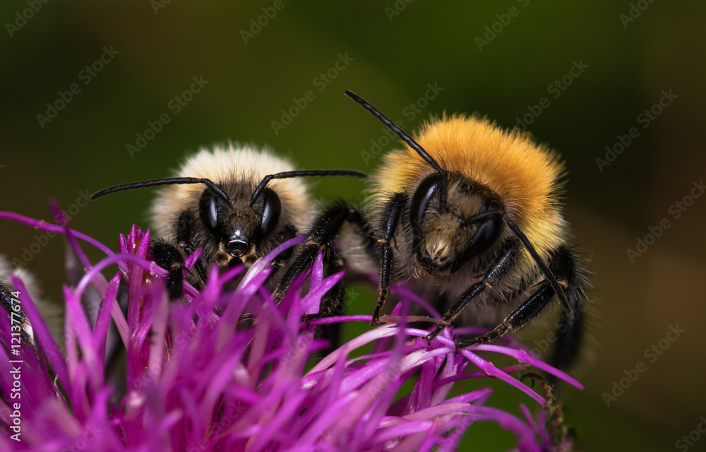 Abeille Abeille