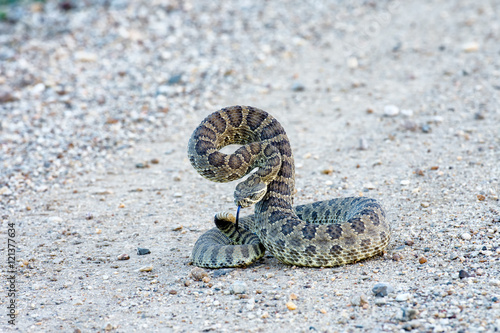 Rattle