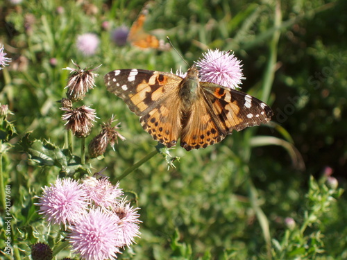 Painted Lady Butterfly on Thistle  photo