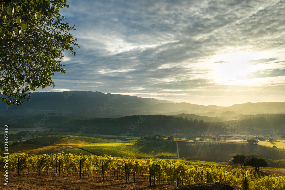 Fototapeta premium Sun rays shine on patchwork Sonoma vineyard and mountains at sunset in autumn. Panorama of Sonoma Valley wine country with rolling hills at harvest time.