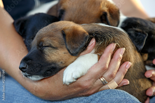 Smooth fox terrier puppies sleeping on hands of man. Family hunt © olgapkurguzova