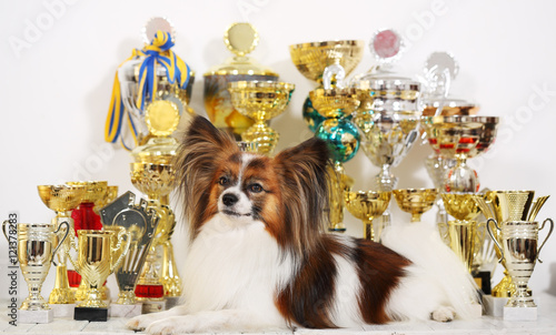 dog with a lot of cups from competitions photo
