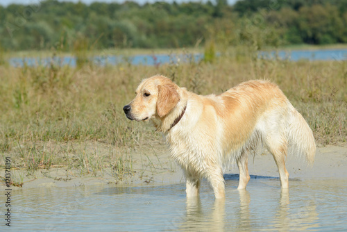 wet dog golden retriever standing in the lake