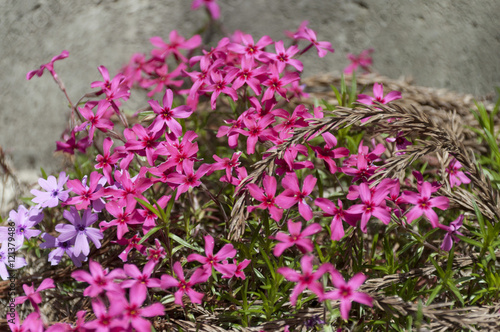 selective focus beautiful pink flowers