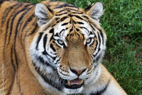 Portrait Tigre