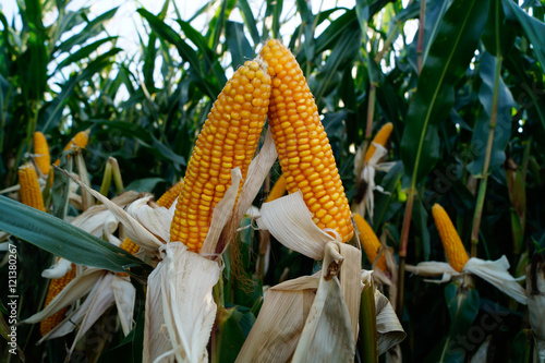 Maisfeld kurz vor der Ernte 