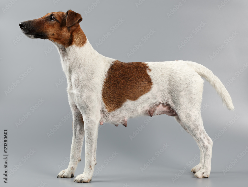 Smooth fox terrier sales hunting
