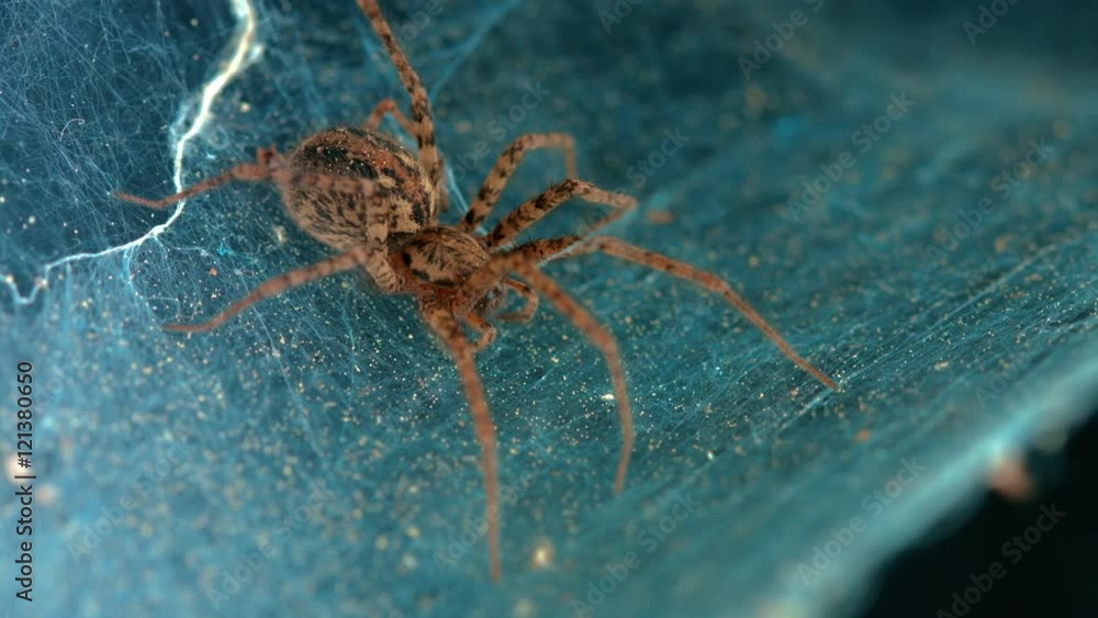 parallax tracking shot of a labyrinth spider agelena labyrinthica waiting for it's prey in tube web parallax tracking shot of a labyrinth spider agelena labyrinthica waiting for it's prey in tube web