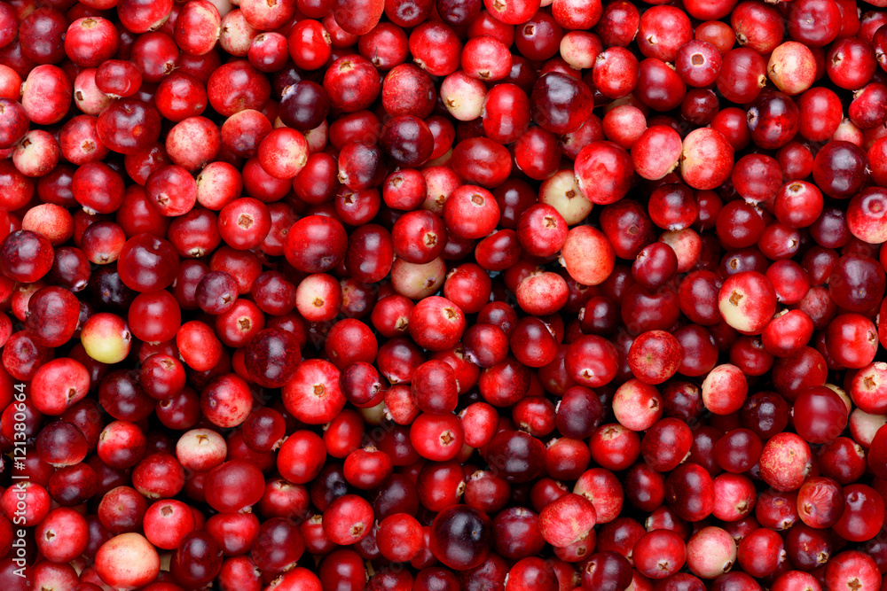 Red ripe cranberries background. Cowberry foxberry berries Red ripe cranberries background. Cowberry foxberry berries