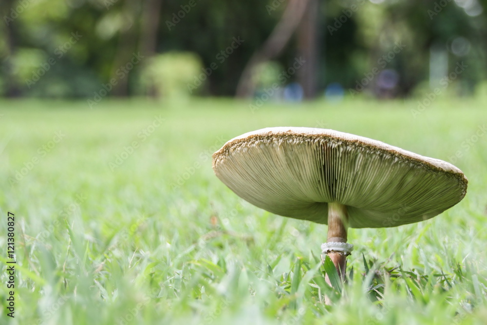 Wild fungus (mushroom) growing on the ground.