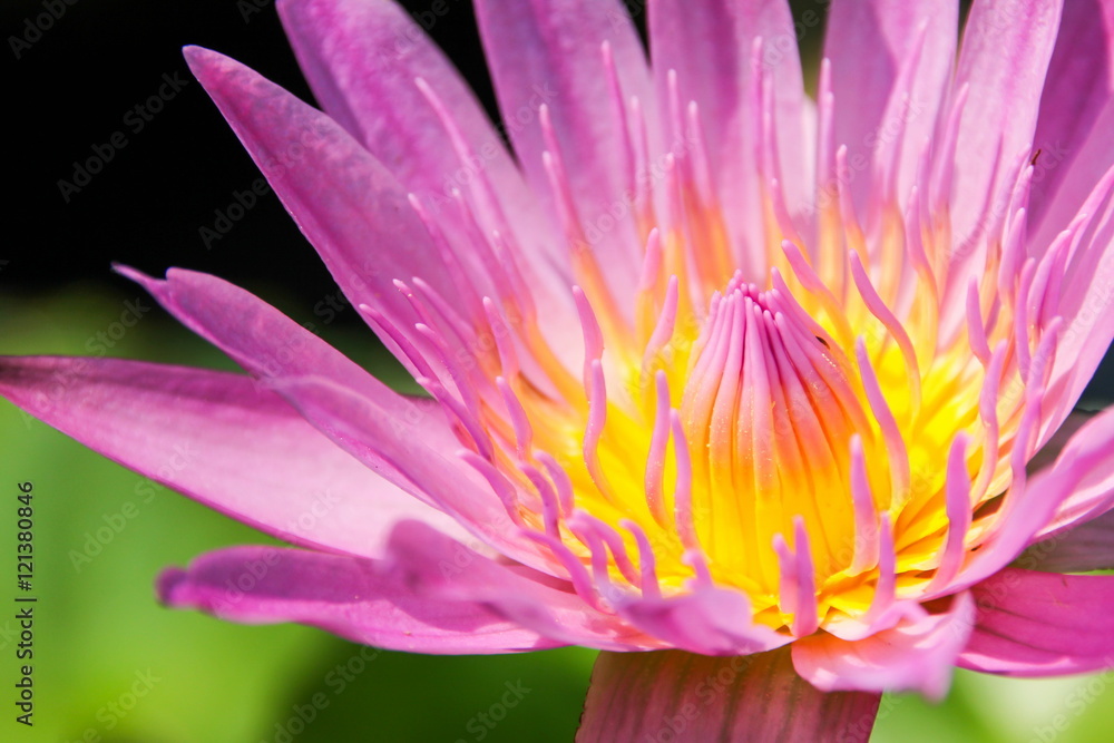 Pink lotus in the pond Pink lotus in the pond