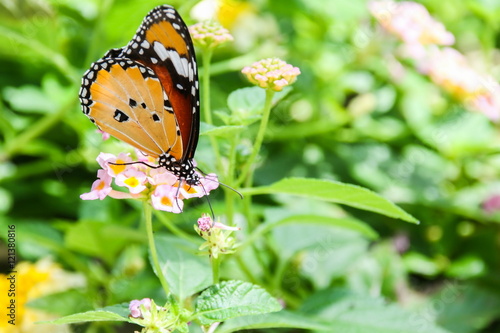 Obraz na płótnie Plain Tiger (Danaus chrysippus) butterfly on flower w salonie