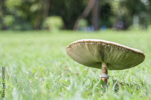 Obraz na płótnie Wild fungus (mushroom) growing on the ground. w salonie