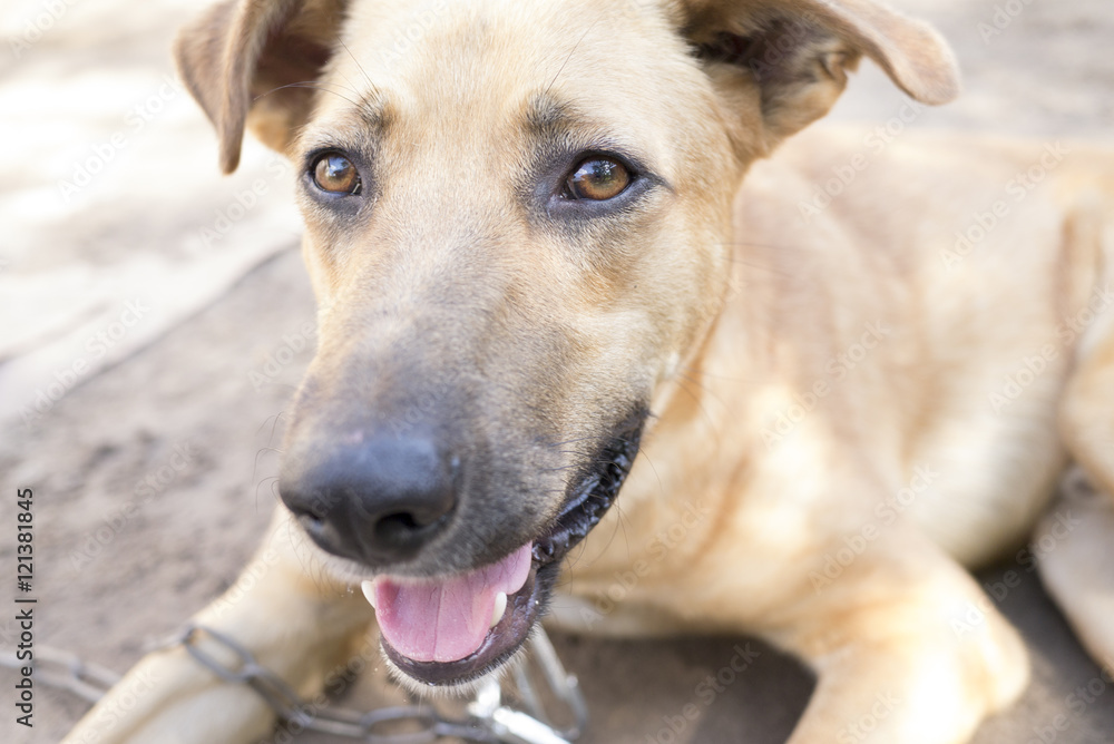 Look of young dog on sunny bright day. Look of young dog on sunny bright day.