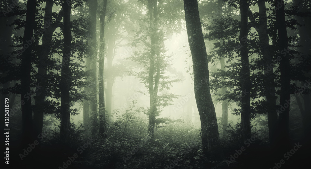 Fototapeta premium forest with trees in fog