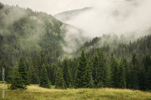 Fototapet fog covering fir trees forest in mountain landscape