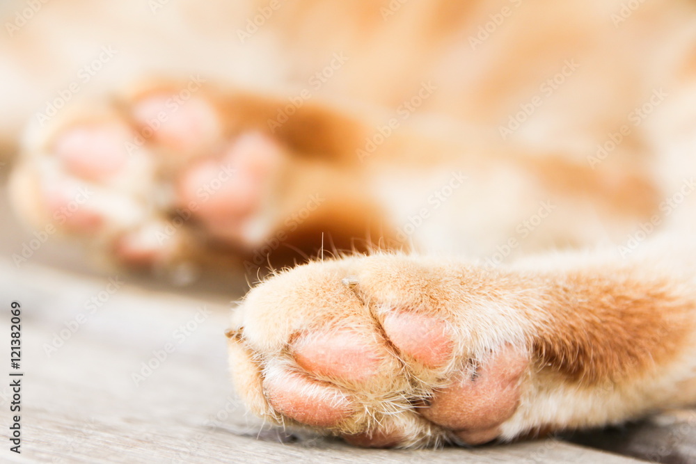 Feet of Thai orange cat.