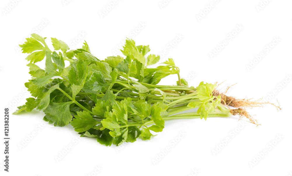 Coriander leaves isolated on white background Coriander leaves isolated on white background