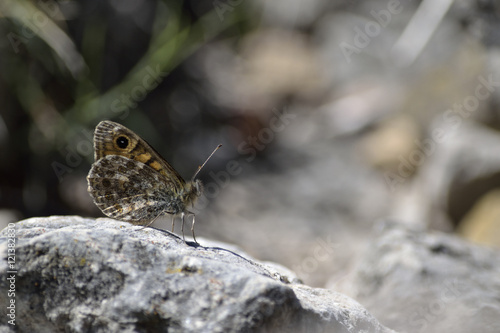 Photos Mariposa diurna de perfil sobre piedra en el monte.