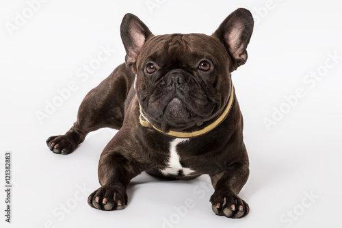  französische bulldoge