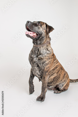  American Staffordshire Terrier