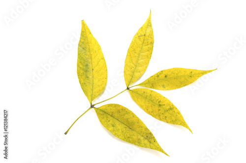 Кленовый лист на белом фоне, осень, природа, растения, гербарий, красота