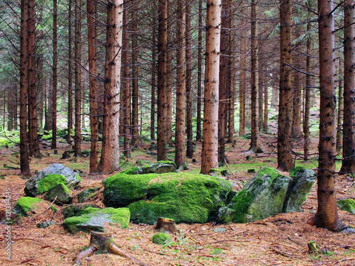 Tief im Wald