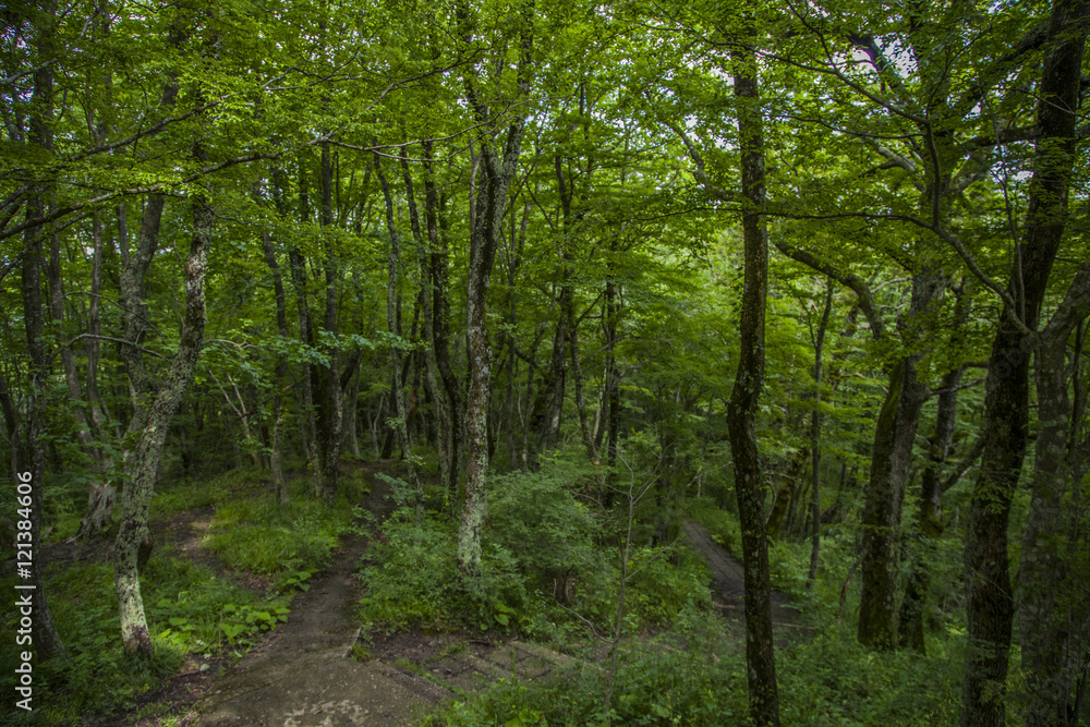 Fototapeta premium лес