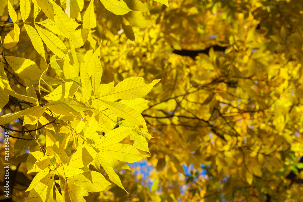 Vibrant fall foliage Vibrant fall foliage