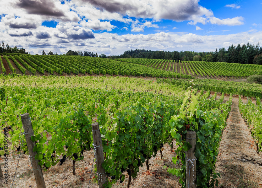 Hillside  Vineyards