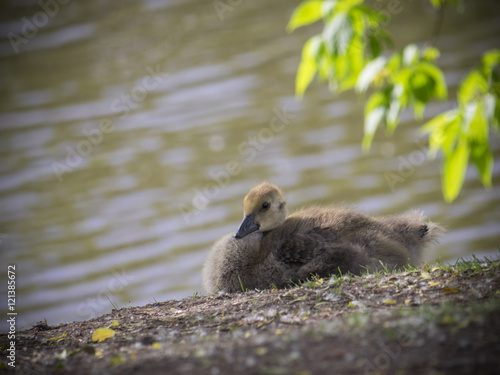 Baby goose bird on ground