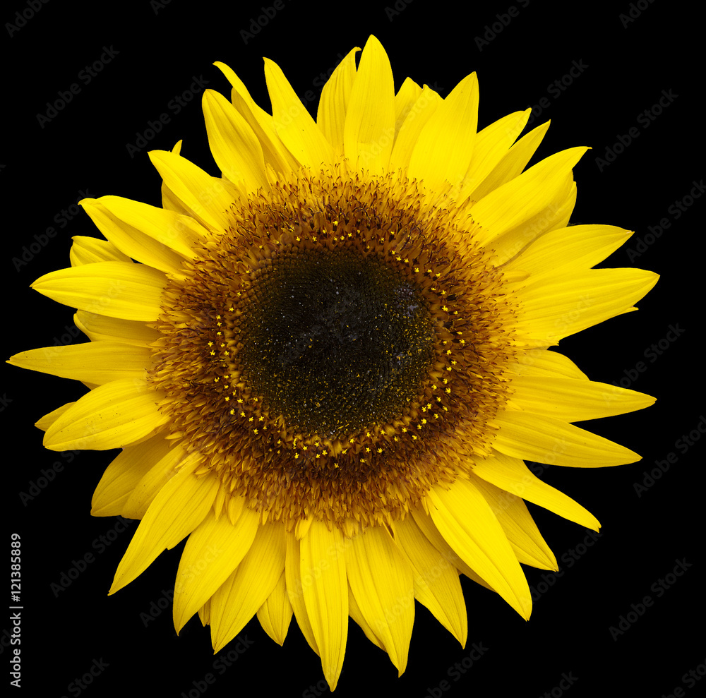 Fototapeta premium Yellow Sunflower Isolated on Black Background