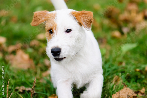 Cute white Jack Russell Terrier pet dog with brown blot