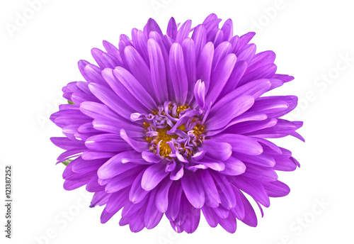 Close-up of violet aster isolated on white background photo