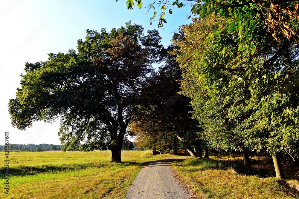Obraz premium Weg durch lichten Wald