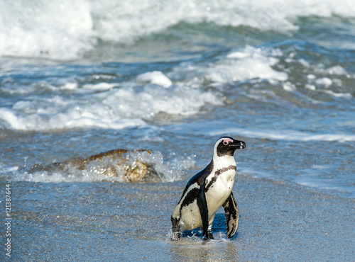 African penguin  on the sandy beach in sunset light. African penguin   Spheniscus demersus  also known as the jackass penguin and black-footed penguin. Boulders colony. Cape Town. South Africa