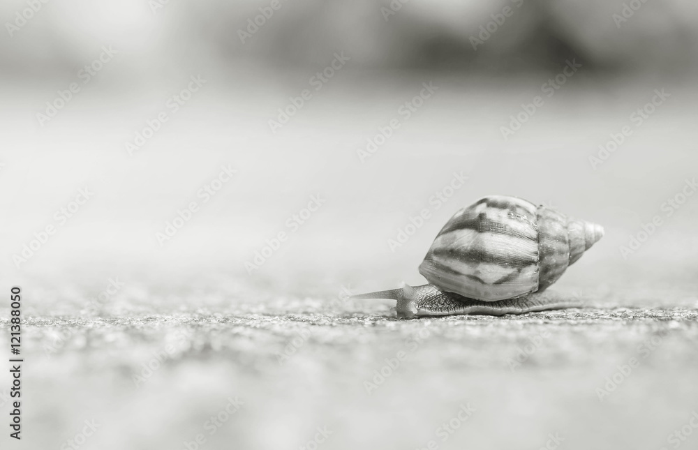 Closeup a snail moving on street floor in the outdoor textured background in black and white tone Closeup a snail moving on street floor in the outdoor textured background in black and white tone