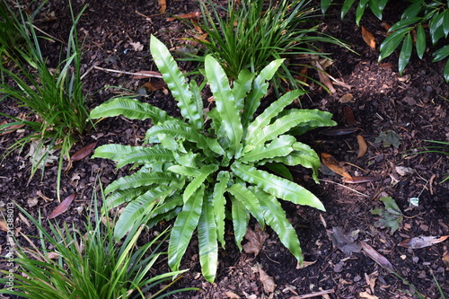 Phyllitis scolopentrium, Hirschzungenfarn photo