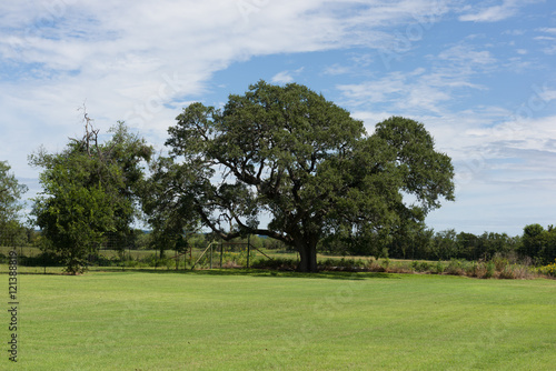 Large live oak tree in a green field