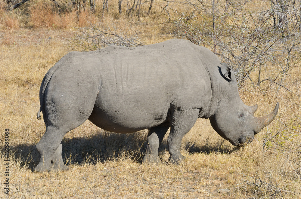White rhinoceros in national park in South Africa, big five safari animals
White rhinoceros in national park in South Africa, big five safari animals