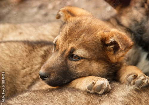 Homeless, sad puppy muzzle close up. Soft focus © Всеволод Чуванов