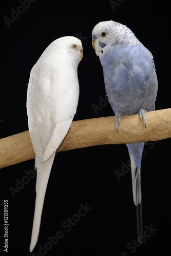 Pareja de periquitos blanco y azul con fondo negro.