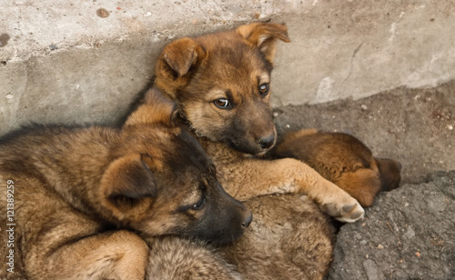 Homeless puppies lie on each other to keep warm on the ground Soft focus