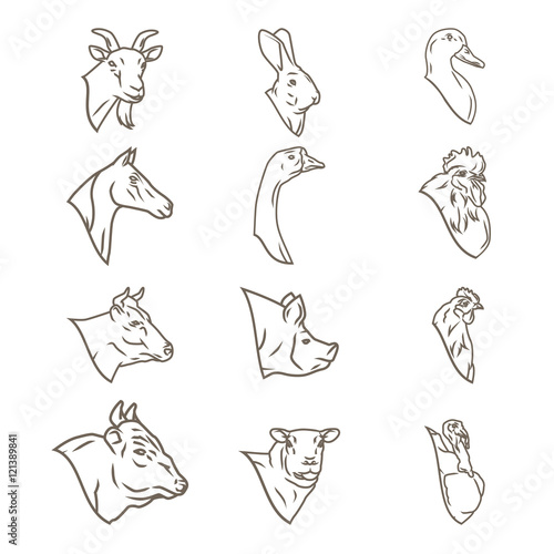 farm animal heads vector collection. Butchery logo and labels.