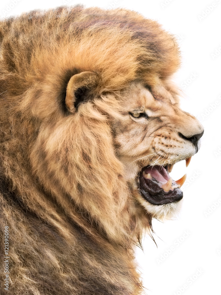 Obraz premium Lion anger
