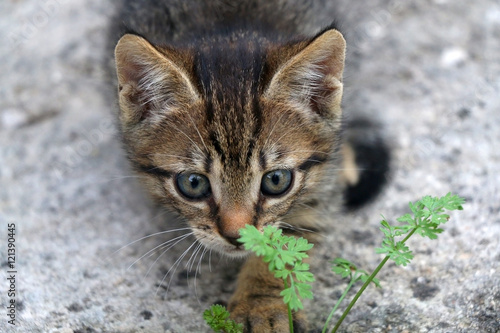 Cute tabby kitten exploring the garden. Selective focus. 