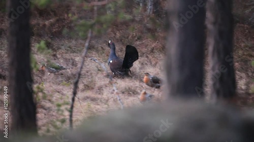 Capercaillie courtship ceremony wirt mating call in the forest, Sweden. Male and females of Capercaillie in the forest. Wildlife scene from nature. Courtship of Capercaillie. Birds in the forest.